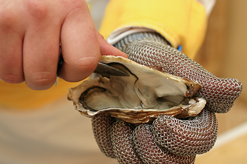 https://www.workgloves.co.uk/user/products/large/oyster-shucking.jpg